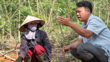 THE JOURNEY OF RESTORING DALBERGIA OLIVERI IN DONG NAI CULTURAL AND NATURAL RESERVE
