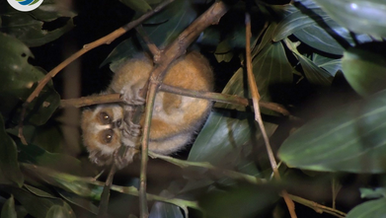 Research and conservation for the Lorises (Nycticebus spp.) in Xuan Lien Nature Reserve in April 2021