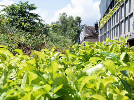 GÓP XANH CHO TRƯỜNG SƠN