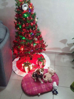 FB_IMG_1449534326269