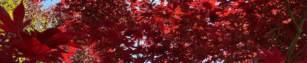 Roter japanischer Fächerahorn