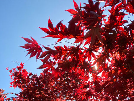 Der Herbst ist da: Herbstvorbereitungen für deine Bonsais