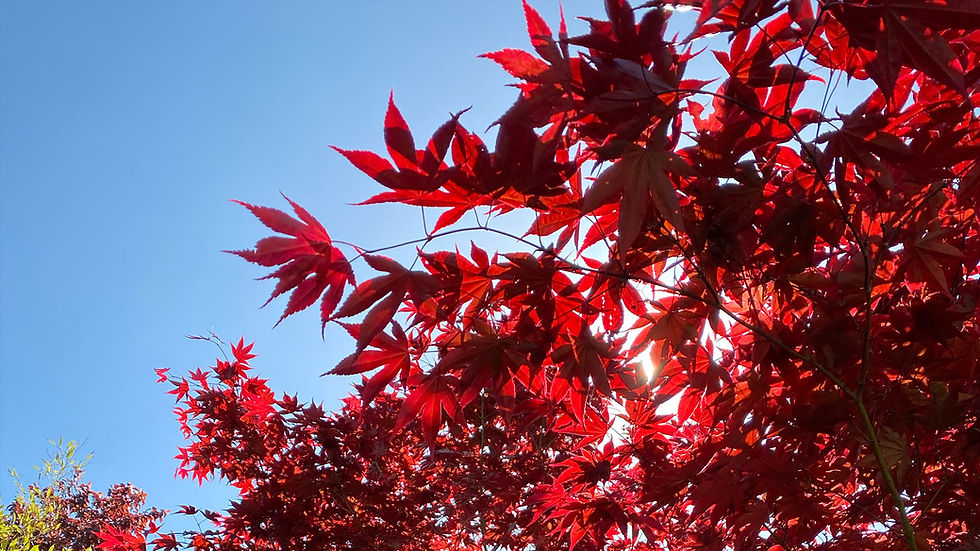 Roter japanischer Fächerahorn