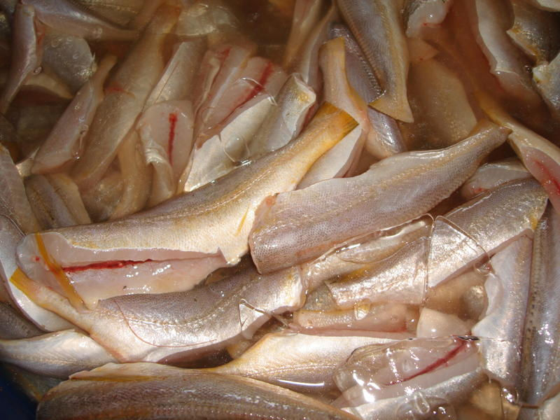 butter fish.jpg