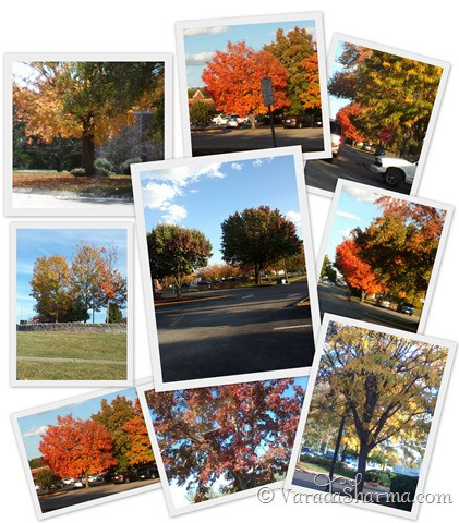 Autumn4