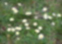 wiesen-11-gaensebluemchen-rasen.jpg