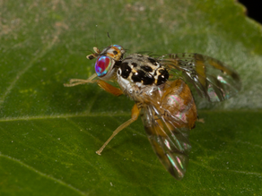 How LEAF Is Addressing the County’s Medfly Infestation