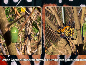 LEAF News February 2025