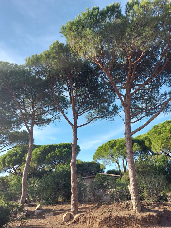 Élagage de pins éffectué dans un jardin arboré, réalisé en Corse-du-Sud par Service Vert I Fratelli , jardinier paysagiste .
