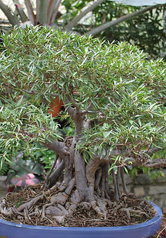 bonsai, tree, meditation, life coaching, therapy, counseling