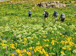 Teton Crest wildflowers