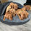 Thumbnail: Cave dog bed grey.dark