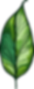 大きな葉のイラスト