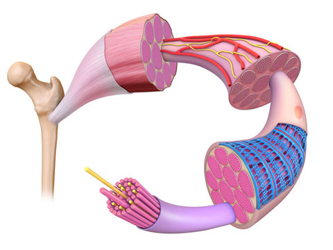 Muscle fibre anatomy, illustration