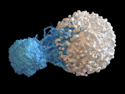 T cell attacking cancer cell, illustration
