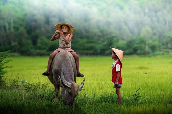 Nằm mơ thấy trâu đánh con gì? Giải mã giấc mơ trong lô đề content media