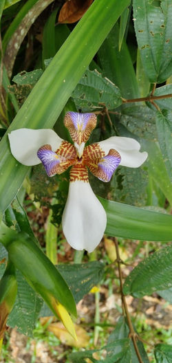 Centro Manú