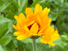 Why is it manifesting? Where does it stem from? What could be causing it? How is it manifesting? Is there research available? What does it say? Is there a relationship with something else, and what is that? Is there cause and effect and can plants (seed to bloom) support you?