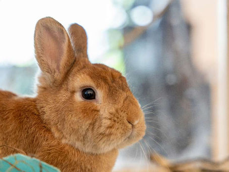 【雑学】🐰うさぎは夏バテでご飯をたべなくなる!対処法を紹介