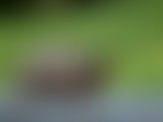 📝🐢ペットの亀の火葬や供養はできる!?③〜骨が残るかの&火葬の方法〜