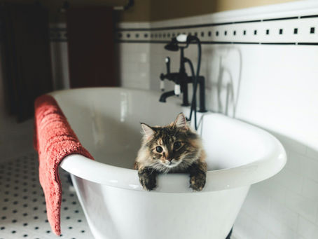 【雑学】🐱猫にシャンプーは必要?