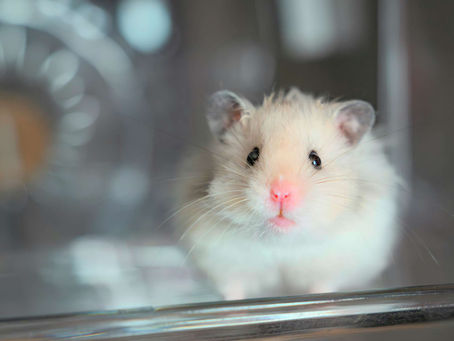 ใ้ๅญฆใใฏใใใฆใฎใใใใฏๅฐๅ็ฉใๆ้ฉ๏ผ้ฃผใใใใๅฐๅ็ฉใฉใณใญใณใฐ