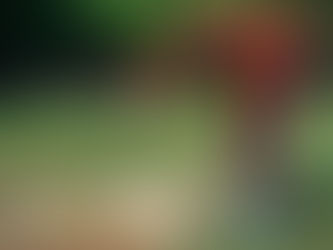 📝自宅でできるペット葬は?