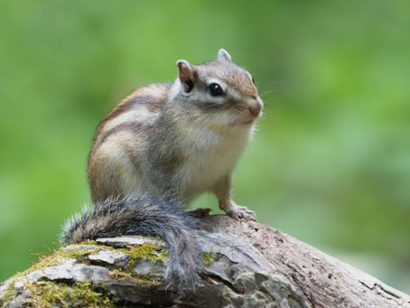 【雑学】🐿️シマリスのかかりやすい病気!代謝性・栄養性脱毛とは?