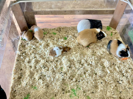 ใ้ๅญฆใ๐น๐นใขใซใขใใใจใใ ในใฟใผใฎ้ใใฏ๏ผ