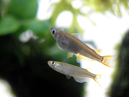 【雑学】𓆝ペットボトルでメダカが飼える!?準備することや注意点