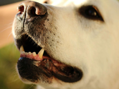 【雑学】🐶歯石が気になる!老犬の歯周病が気になるときの対処法を解説