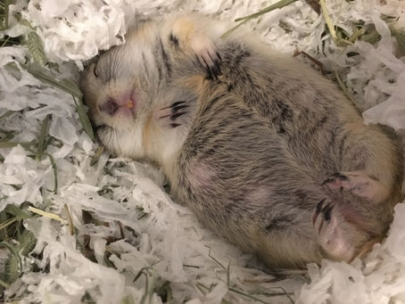 【雑学】🐿️コミカルでかわいい!リチャードソンジリス