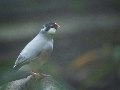 【雑学】🐦️鳥に野菜を食べさせよう!OK野菜とNG野菜