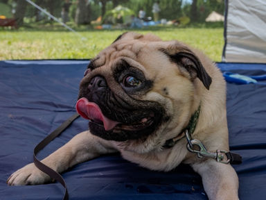 ใ้ๅญฆใใ็ฌ็จฎใ๐ถใใตๅฏๆใ๏ผๅนธใใใใใ็ฌใใใฐ