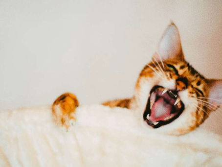 【雑学】【猫種】🐱夏に強い猫!サバンナキャットってしってる?