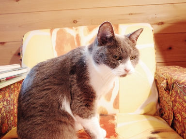 【雑学】🐱うちの猫もひょっとして認知症!?高齢猫の行動が心配なときの対応!①