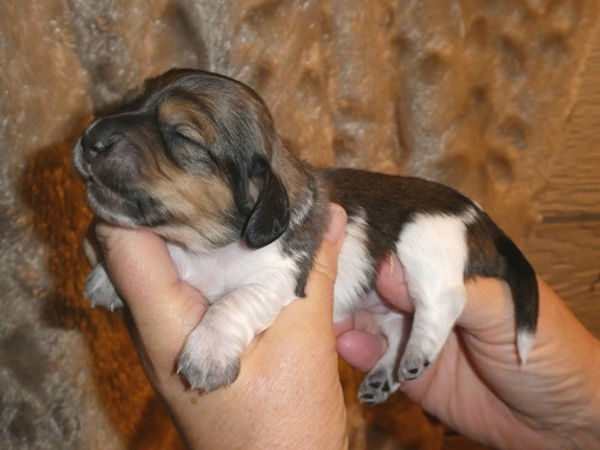 Mini Dachshund Puppy