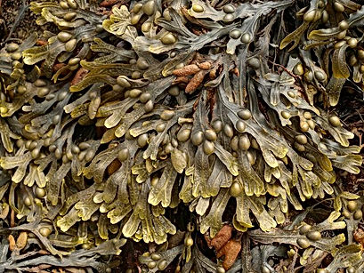 Rétha Océanic Gin algue Fucus