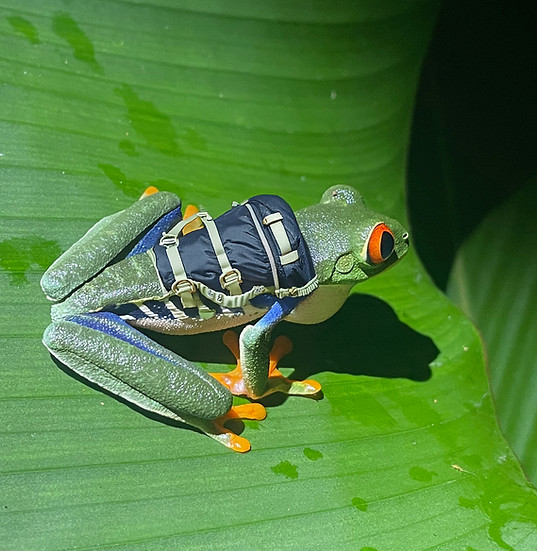 Frog,backpacker.jpg