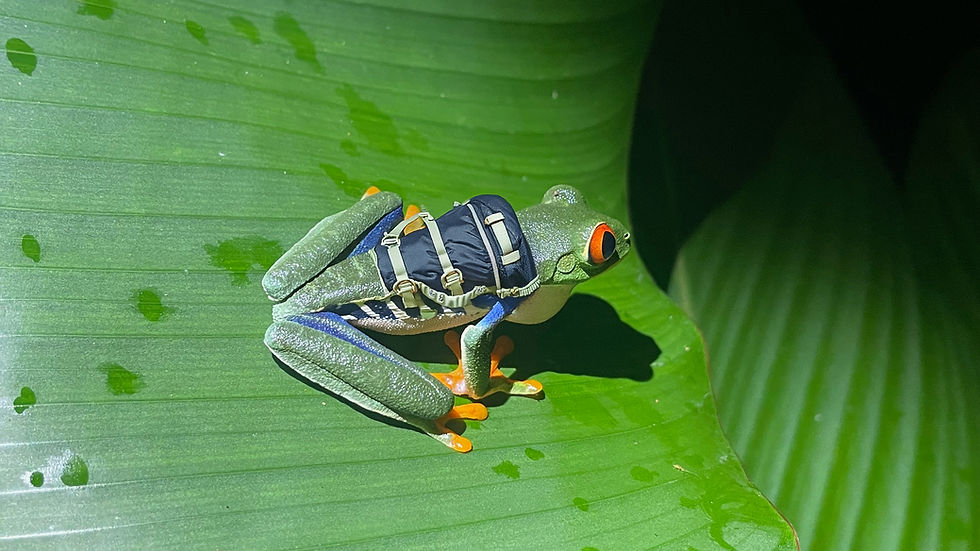 Frog,backpacker.jpg