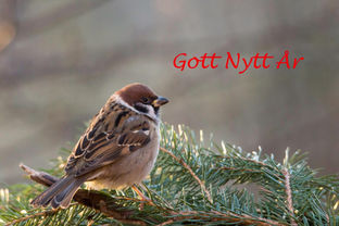 Pilfink på en solig gren med texten Gott Nytt År