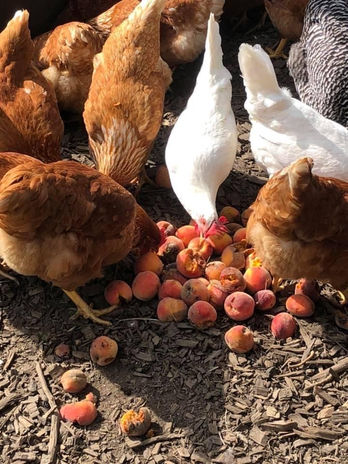 Hodges Family Farm_1697.JPG