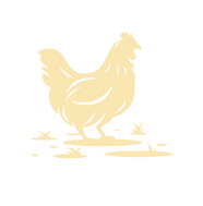 hen chicken FAE6B1_.png