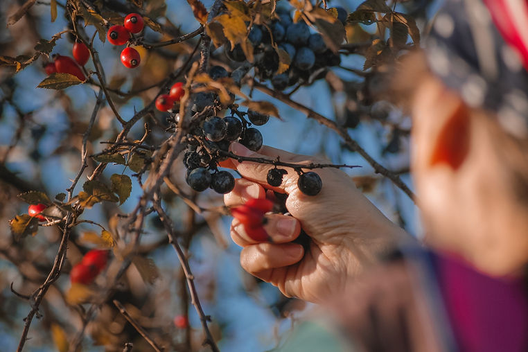 berry picking