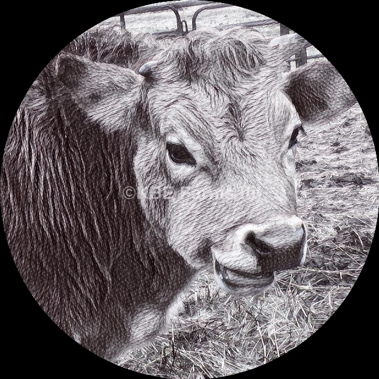 PETE THE BULL
