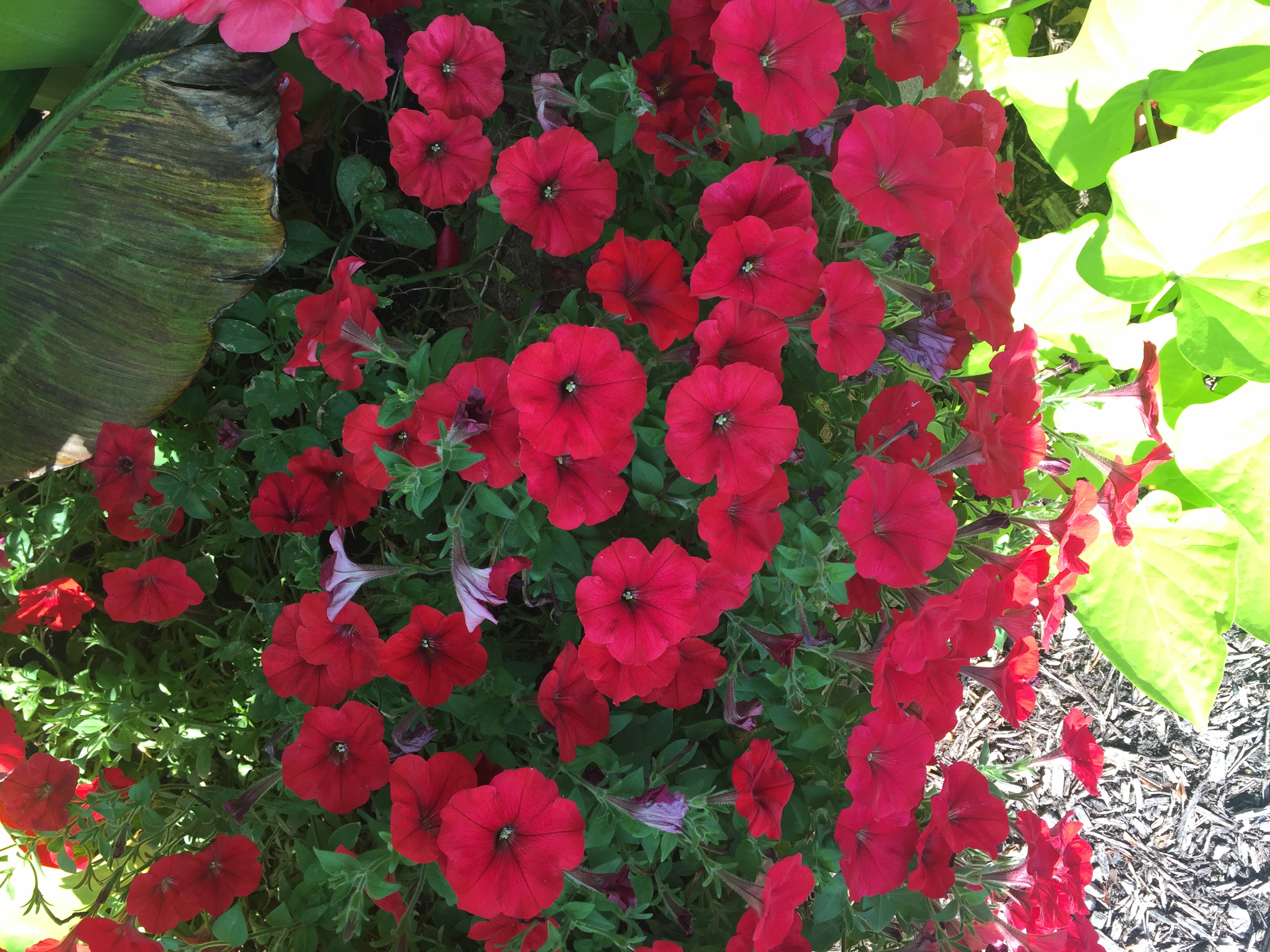 DEEP PINK PETUNIAS -JOURNEY FOR A C