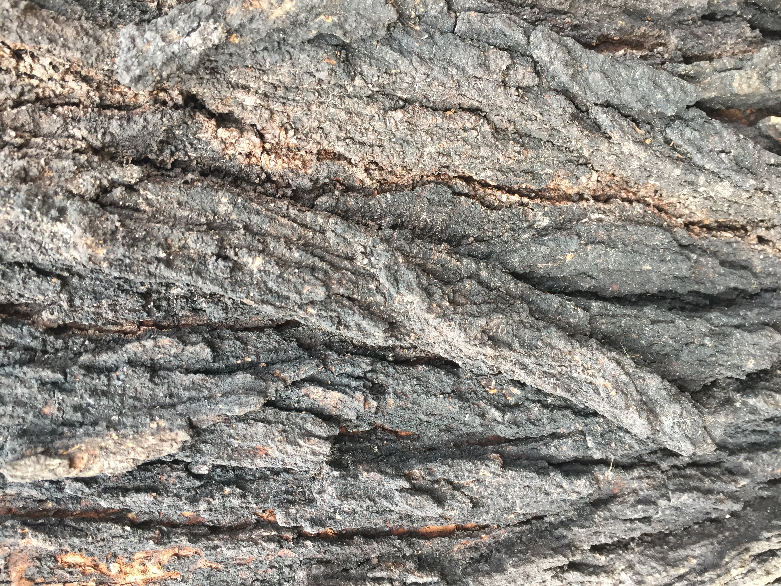 TREE BARK