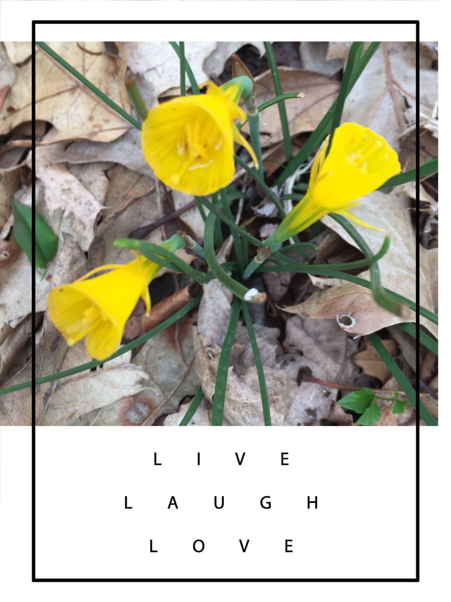 LIVE, LAUGH, LOVE