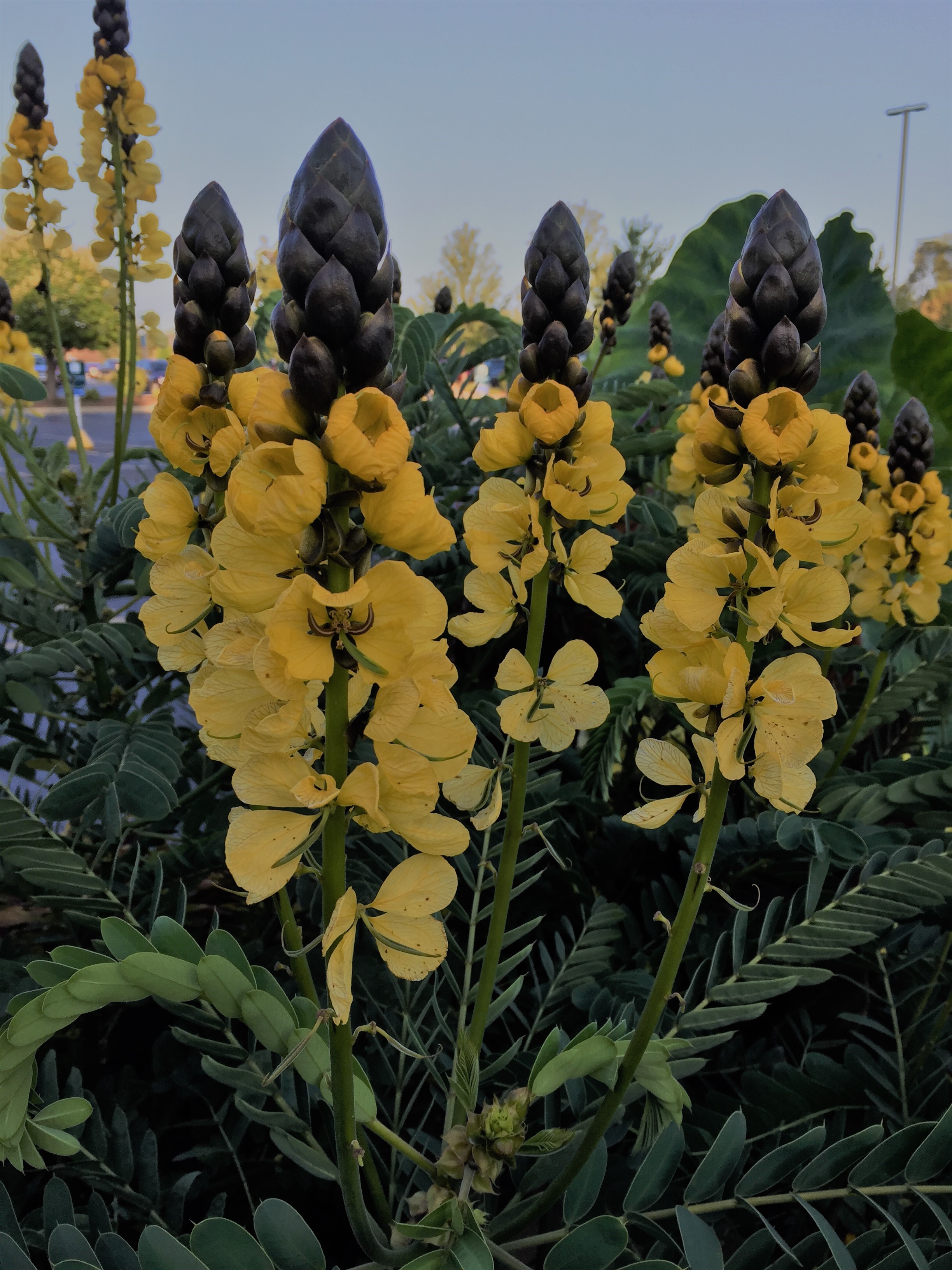 CASSIA