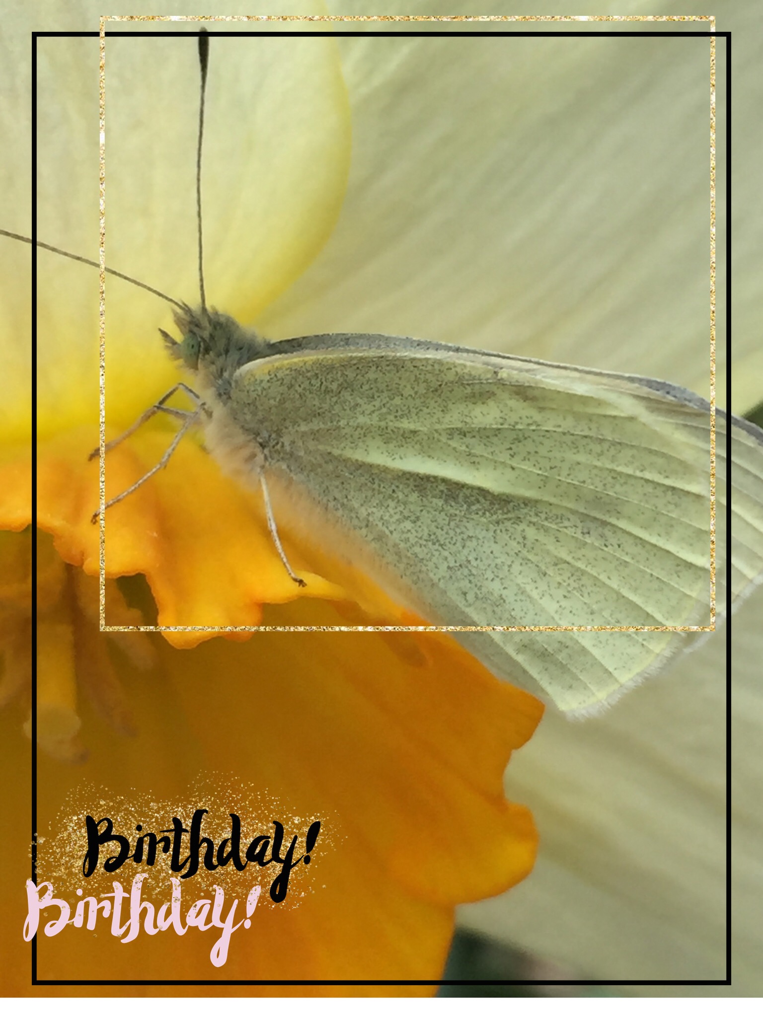 BUTTERFLIES AND BIRTHDAY WISHES